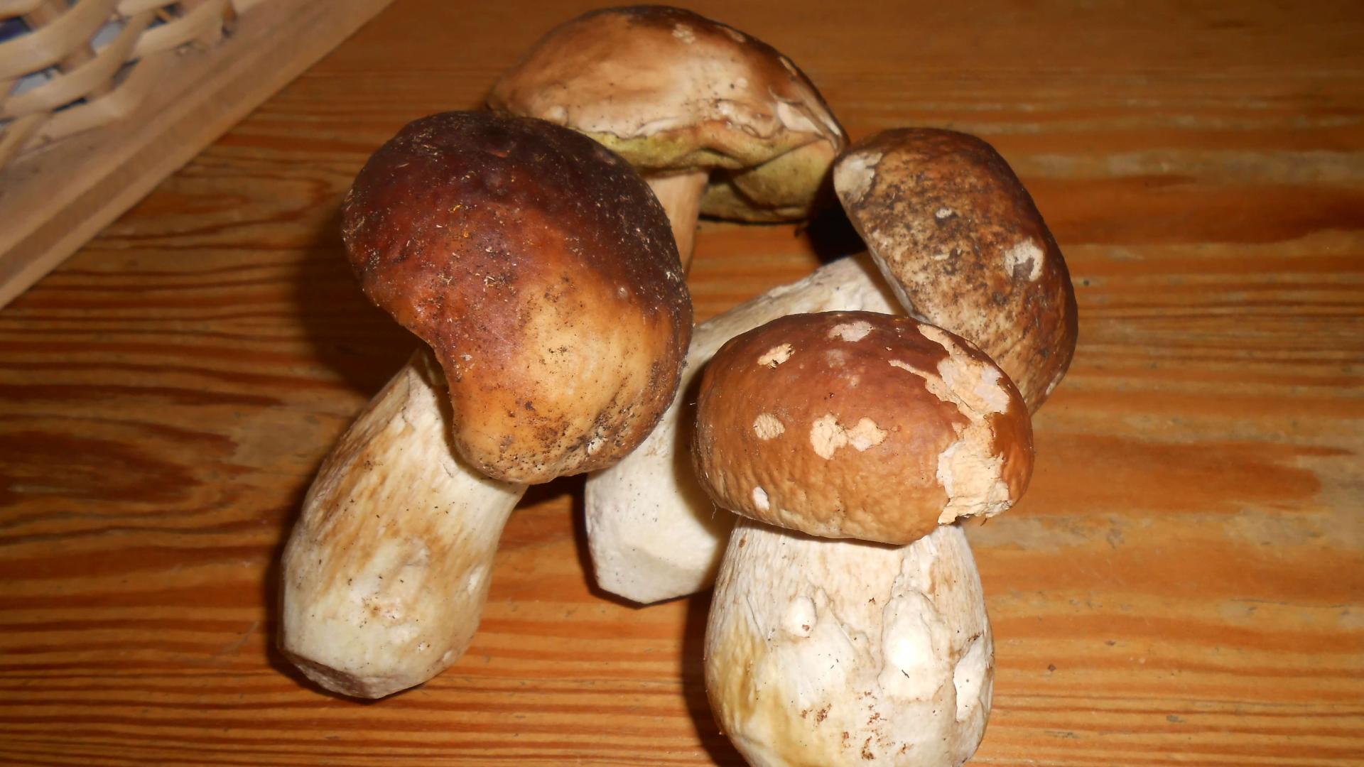 Valtellina Mushroom - hotel bosco in Livigno