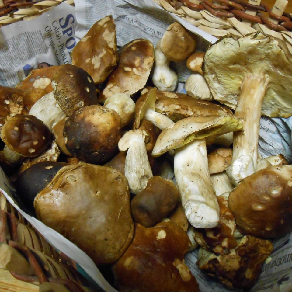 Selection of mushroom - hotel del Bosco in Livigno