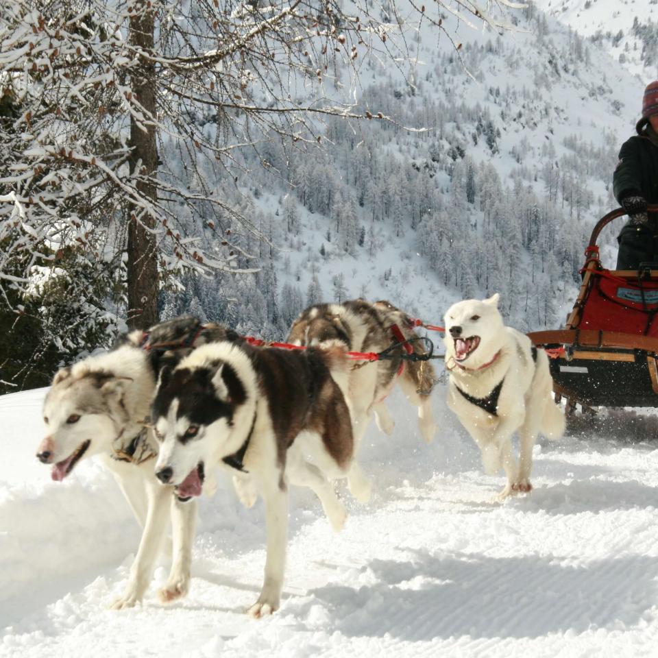 Sleddog husky a Livigno